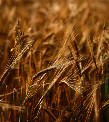 contentCrops